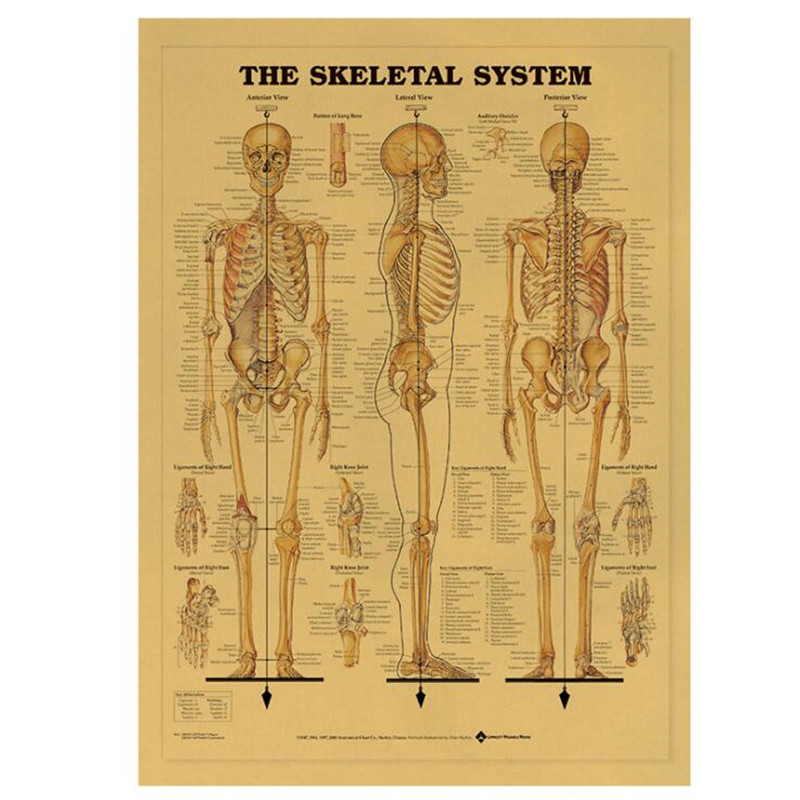 Vintage The Skeletal System Me - огляд і ціна Home Decor Indonesia