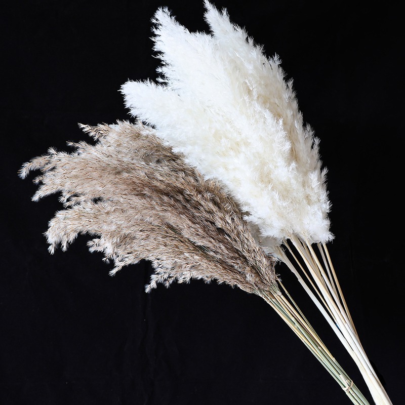 10Pcs Colorful Natural Reeds P - огляд і ціна Pampas Grass Decor