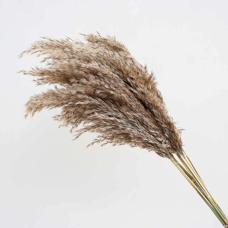 10Pcs Colorful Natural Reeds P - огляд і ціна Pampas Grass Decor