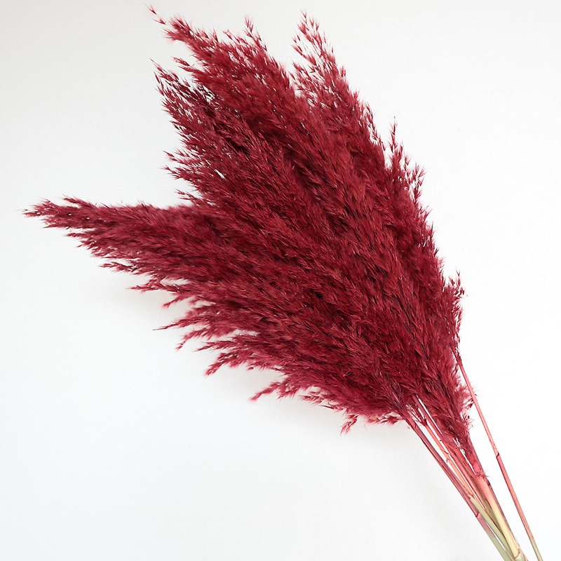10Pcs Colorful Natural Reeds P - огляд і ціна Pampas Grass Decor